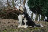 BEARDED COLLIE 449